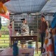 河南五一假期“樱桃经济”遍地开花